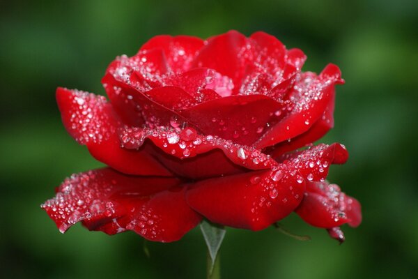 Red rose petals right after the rain