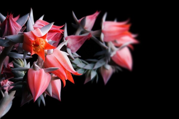 Opening a bouquet of flowers on a black background