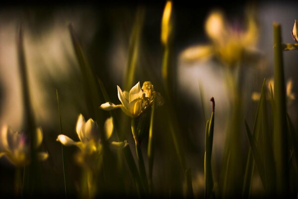 Hermosas flores en la noche