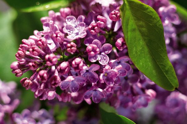 Racimo de Lilas en gotas de rocío