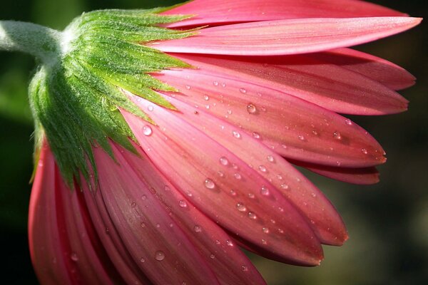 Pink flower petals with dew drops