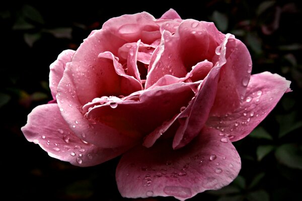 Pink rose with dew drops