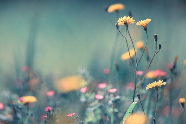 Beautiful flowers on the summer field