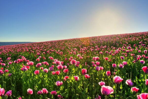 Campo di tulipani rosa e cielo blu