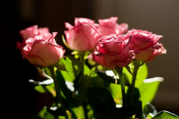 Beaux boutons de roses roses