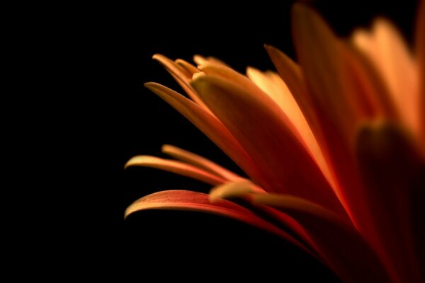 Orange flower on a black background