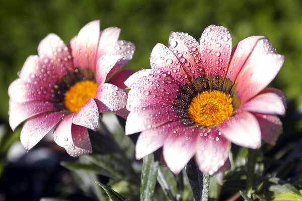 Riprese macro di fiori e rugiada