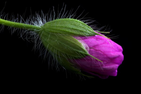 An unopened bud of a pungent pink color