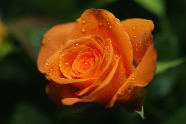 Rocío de la mañana en una rosa naranja brillante