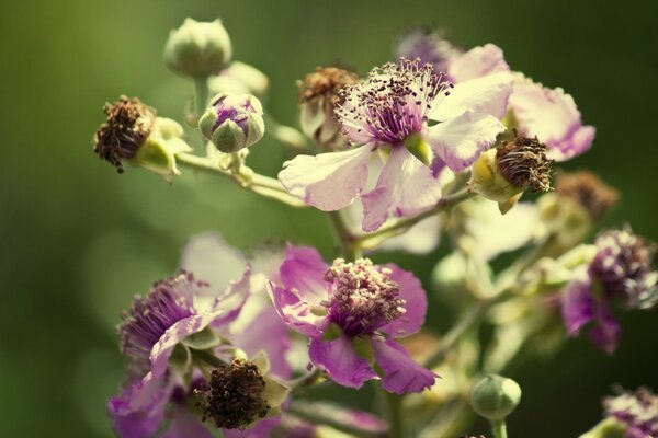 I fiori sbocciano in una radura