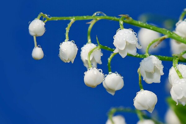 The stem of a white lily of the valley in dew drops