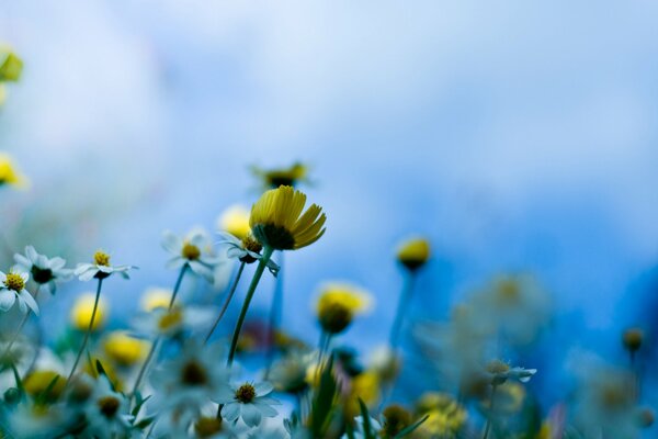 Macro tiges de fleurs de Prairie