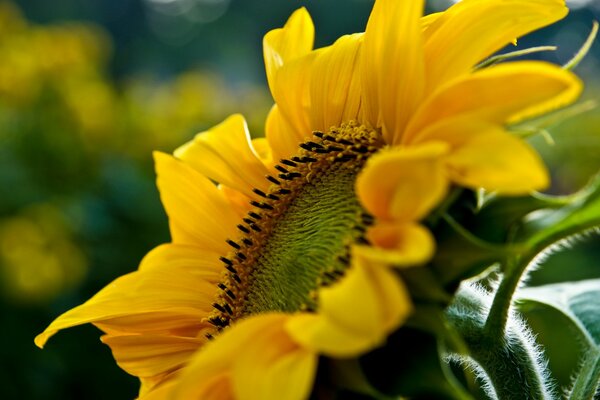 Gelbe Sonnenblume im Sommerfeld