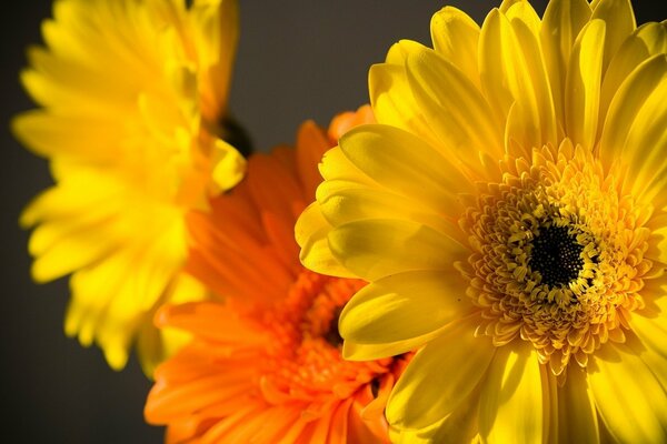 Beau bouquet de fleurs