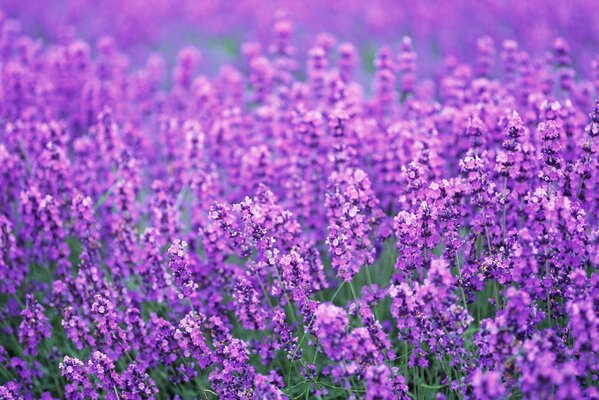 Bright beautiful lavender field