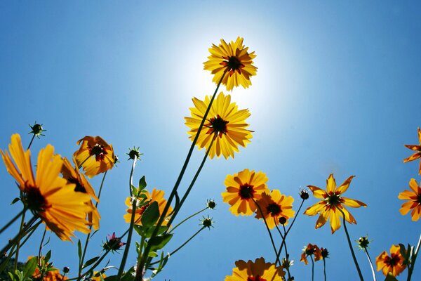 Beautiful yellow flowers bloomed