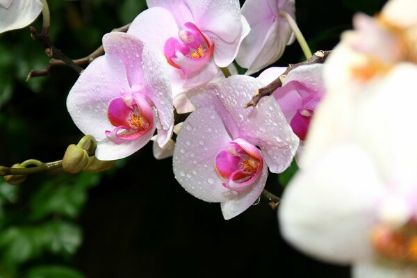 Gros plan des fleurs d orchidées de Crimée