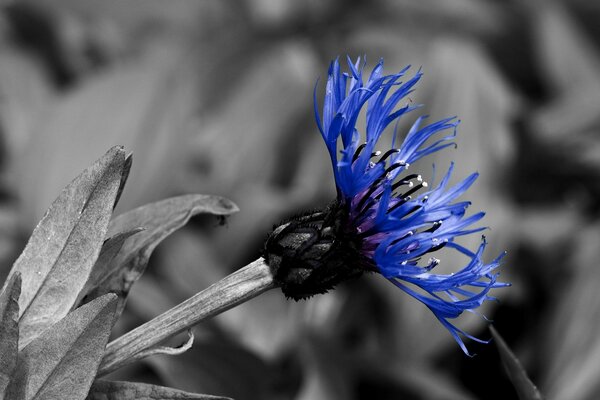 Blue flower on black and white background