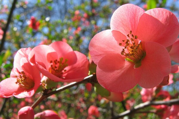 Primavera. Flores Rosadas en el árbol