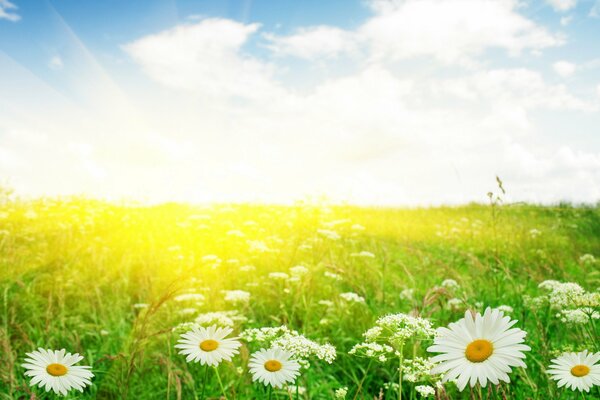 Champ de camomille sous le soleil d été