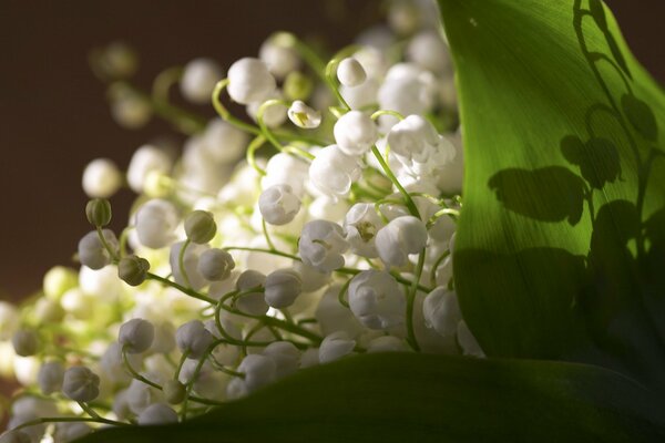 The fresh smell of lilies of the valley in spring