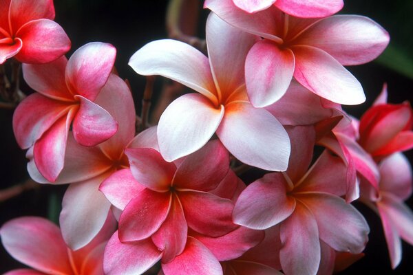 Disparo macro de flores de color rosa suave