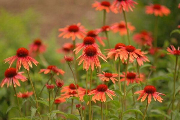 Bella Echinacea in fiore in giardino