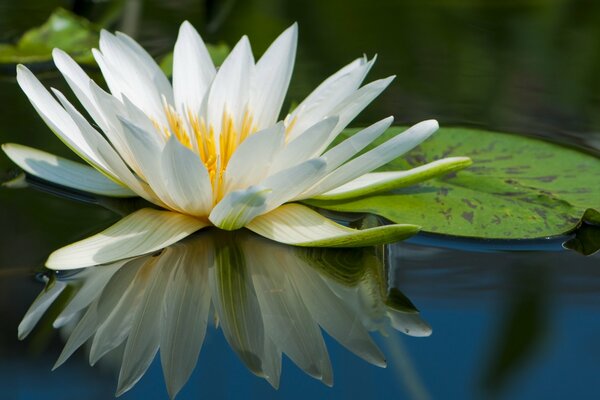 Wunderbare Lilie auf azurblauem Wasser