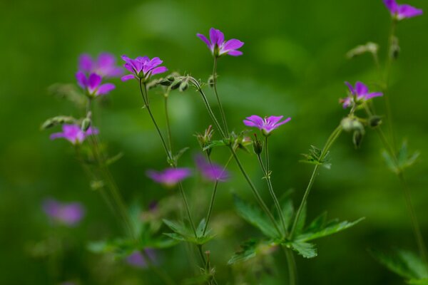 Purple flowers on a green background