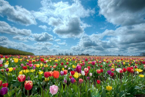 Bellissimo campo di tulipani in estate