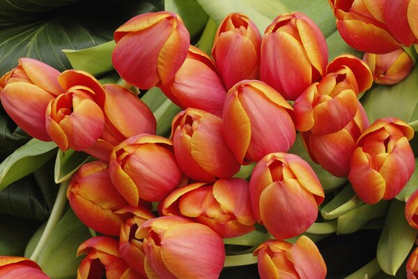 Orange tulips on a green background