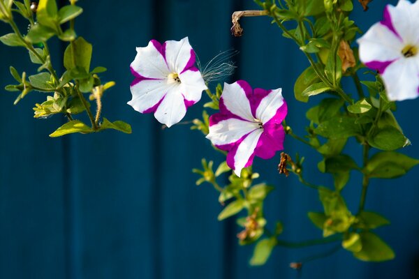 Schöne Blumen hängen an der Wand Hintergrund