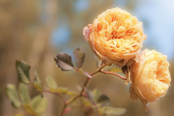 Rose gialle sopra il cielo blu