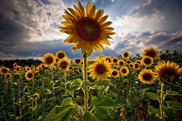 Sommer Sonnenblumen in der Sonne auf dem Feld