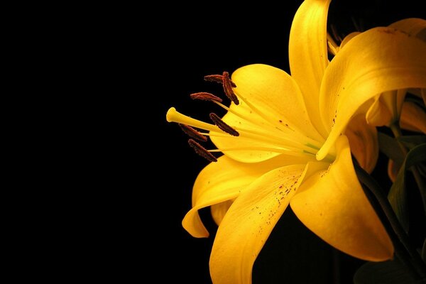 Yellow lily on a black background