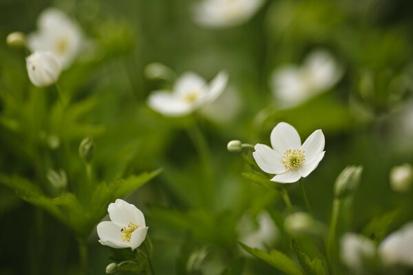 Riprese macro di fiori bianchi