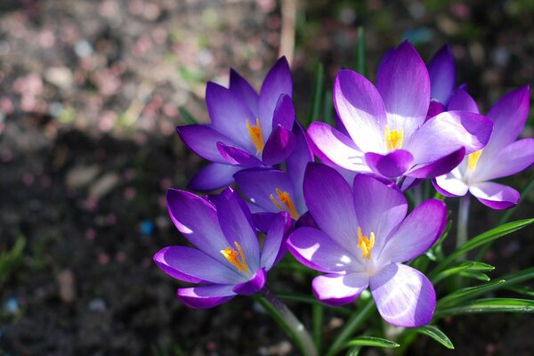 Frühling Krokusse Makro Hintergrund