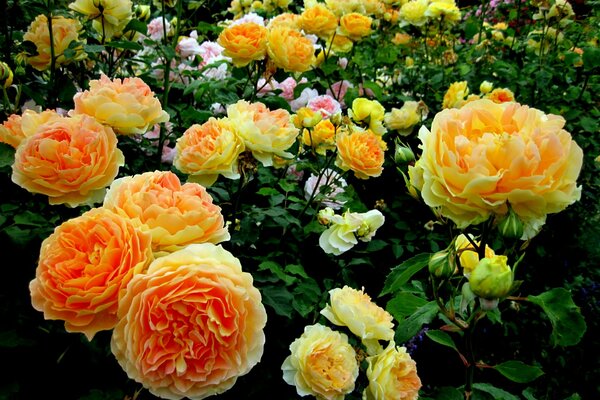 A delicate collection of yellow and pink flowers