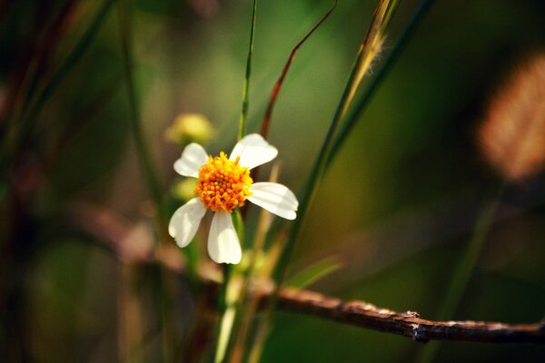 Macro photography of a flower in focus on a blurry background