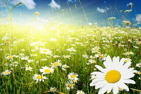 Chamomile field and blue sky