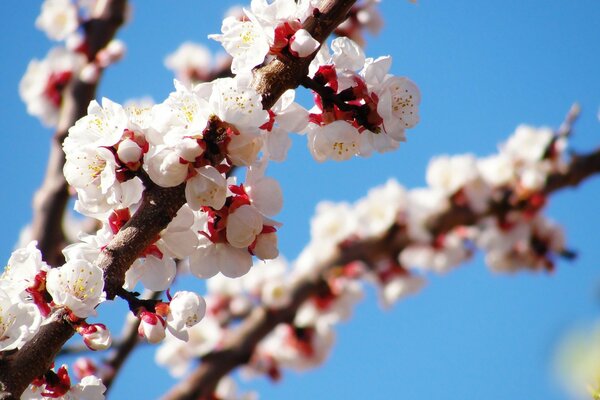 Branches of a flowering fruit tree on a blue sky background