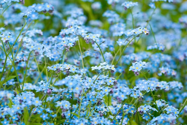 A field covered with blue hairs