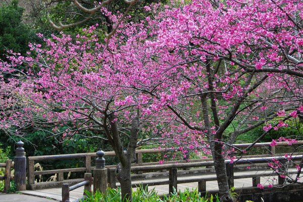 Blühende Sakura mit rosa Blütenblättern im Frühling