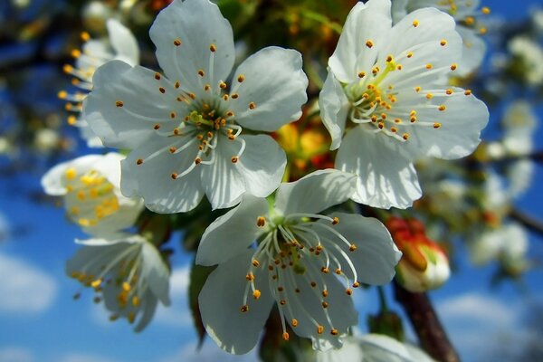 A branch of a flowering tree against a bright blue sky