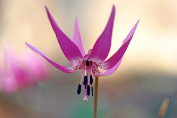 Ein großes Bild einer Blume mit einem nach unten gesenkten Kopf