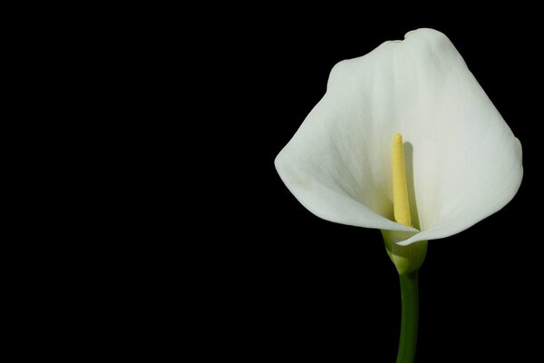 Calla blanc sur fond noir