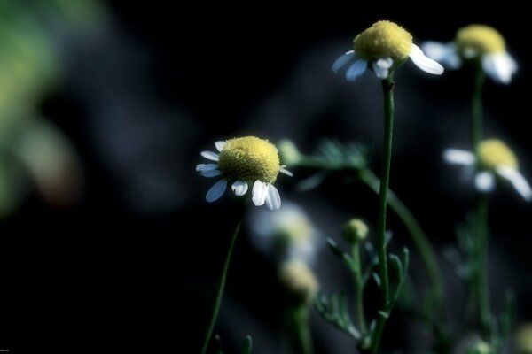 Gänseblümchen in der Dunkelheit eine unglaubliche Aussicht