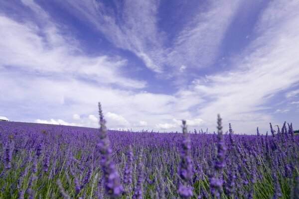 Campo de lavanda en un día nublado