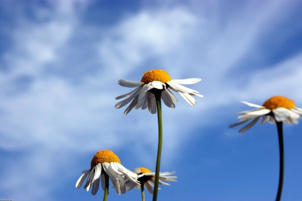 Gänseblümchen auf blauem Himmel Hintergrund