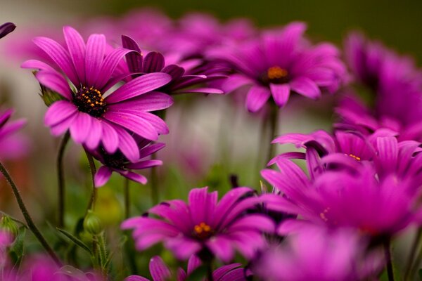 Belles fleurs photo macro